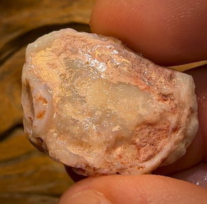 33.1cts - Opalised Shell Rare Geological Specimen from South Australia