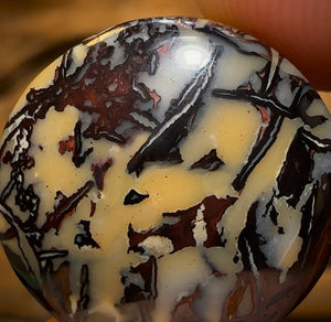 34.3cts - Queensland Boulder Opal from Koroit Bargain Tribal