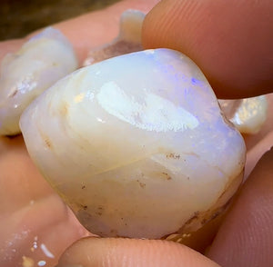 71.4cts - 4x Opalised Shell Geological Specimens from South Australia - Opal Whisperers