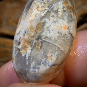 đš AUCTION đš 43.1cts - Opalised Shell Geological Specimen from South Australia. Featured on âOutback Opal Huntersâ!