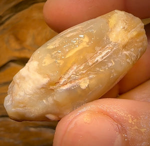 134.8cts - Opalised Shell Rare Geological Specimen from Lightning Ridge