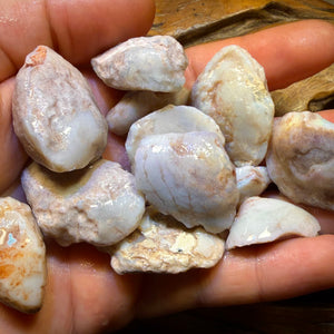 South Australian Opalised Shell Fossil Specimens. BULK LISTING BARGAIN