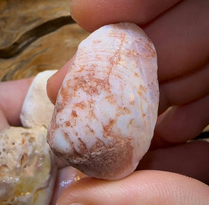The 245.4cts - 4 x Opalised Shell Geological Specimens from South Australia 1|ct - Opal Whisperers