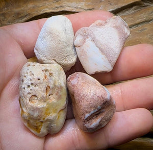 The 245.4cts - 4 x Opalised Shell Geological Specimens from South Australia 1|ct - Opal Whisperers