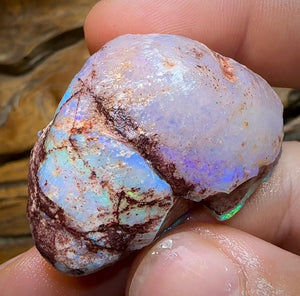 The 115.9cts - Opalised Shell Geological Specimen from South Australia - Opal Whisperers