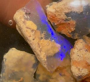 66cts - Lightning Ridge, Fossil Rough Opal Specimen - Opalwhisperers