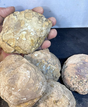 Extra Large Size! Unopened YOWAH NUTS!!! 3 chances in every Nut - Opalwhisperers