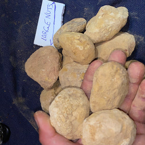 1 x Large Size Unopened YOWAH NUTS!!! 3 chances in every Nut - Opalwhisperers