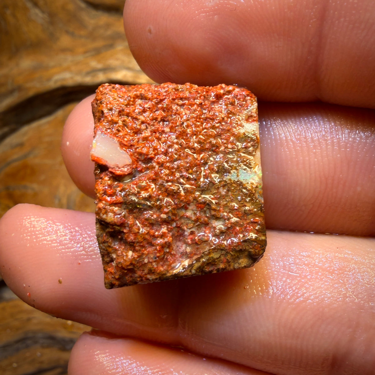 🔨 AUCTION 🔨 No Reserve 34.1cts - Boulder Pipe Opal Rough Piece. Australian Opal
