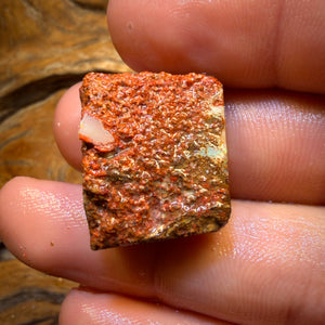 🔨 AUCTION 🔨 No Reserve 34.1cts - Boulder Pipe Opal Rough Piece. Australian Opal