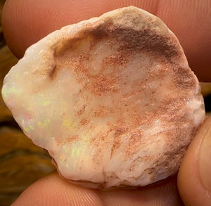 39.6cts - Opalised Shell Rare Geological Specimen a from South Australia