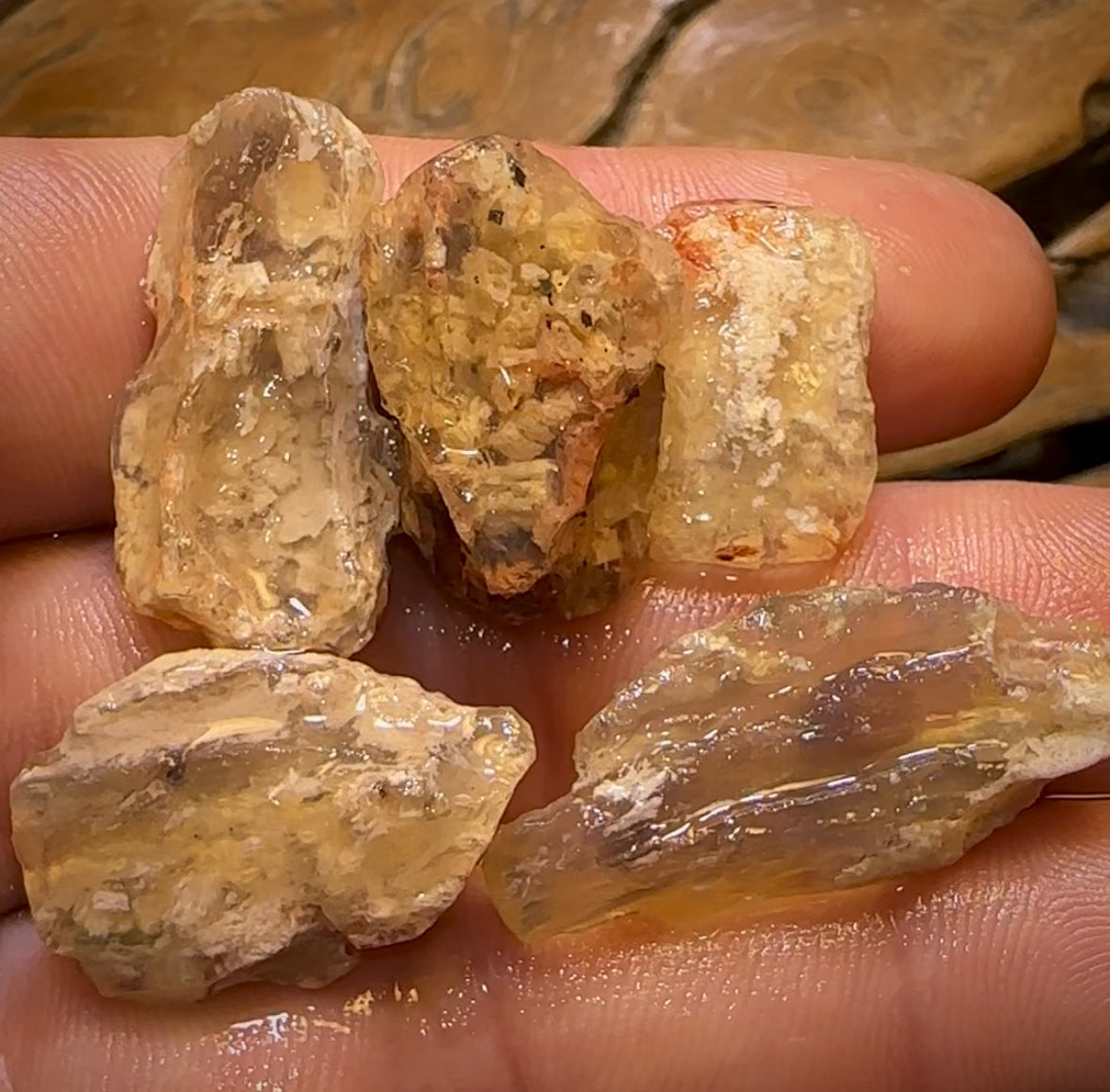 59.8cts - 5x Opalised Fossil Geological Specimens from Lightning Ridge