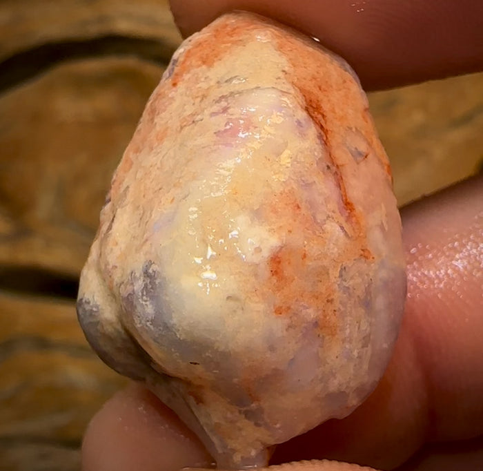 🔨 AUCTION 🔨 43.5cts - Opalised Shell Rare Geological Specimen from South Australia Good Shape