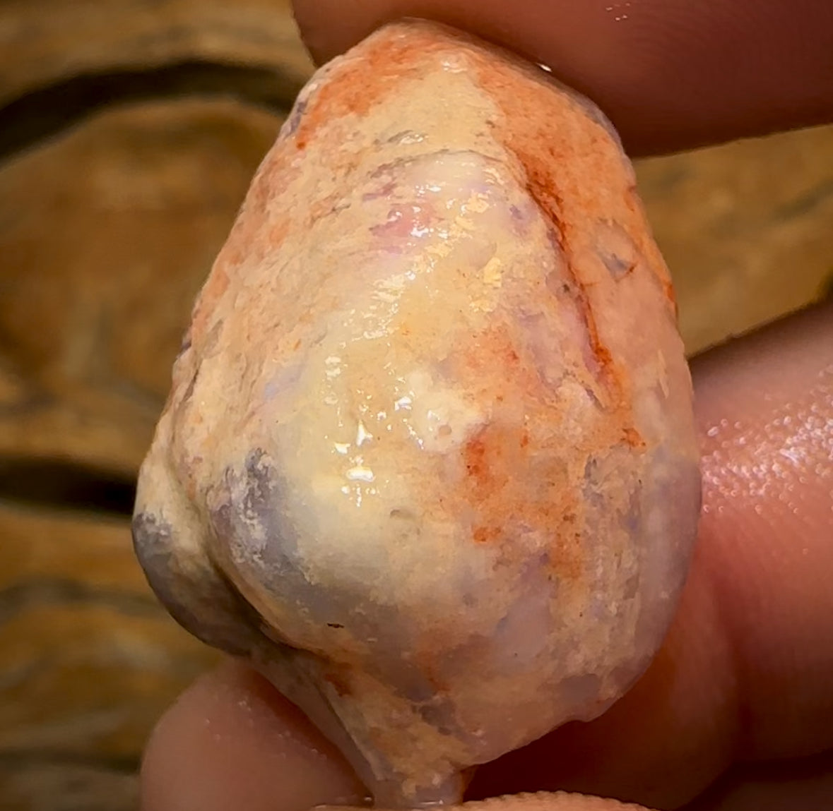 43.5cts - Opalised Shell Rare Geological Specimen from South Australia Good Shape