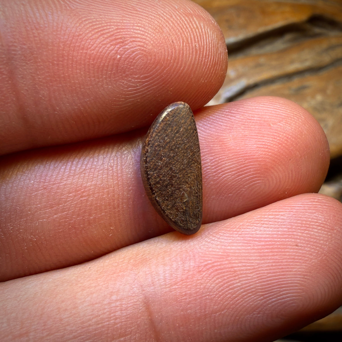 3.1cts - Queensland Boulder Seam Opal. Australian Opal