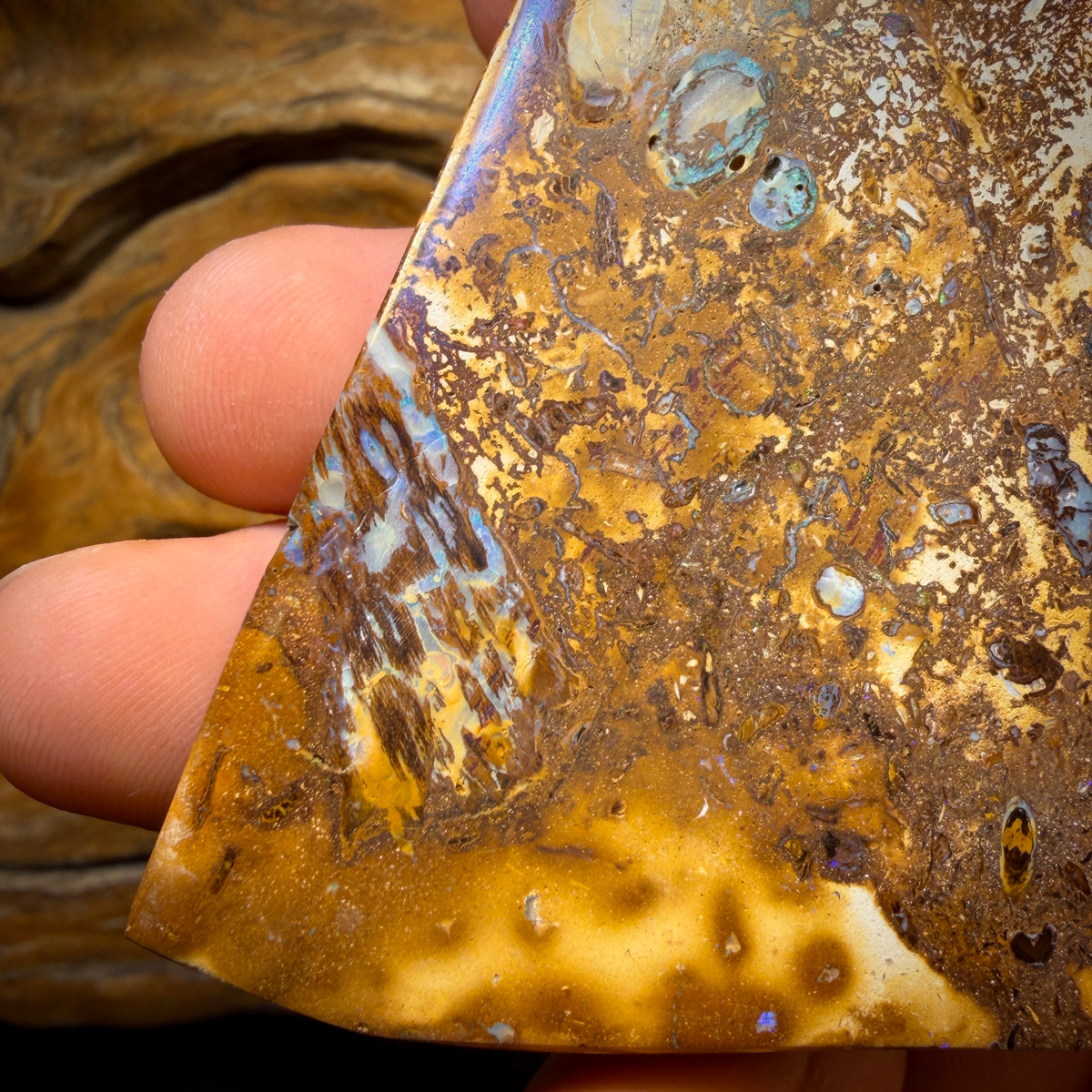 755.5cts - Vegetation Fossil Queensland Boulder Opal. Polished Specimen