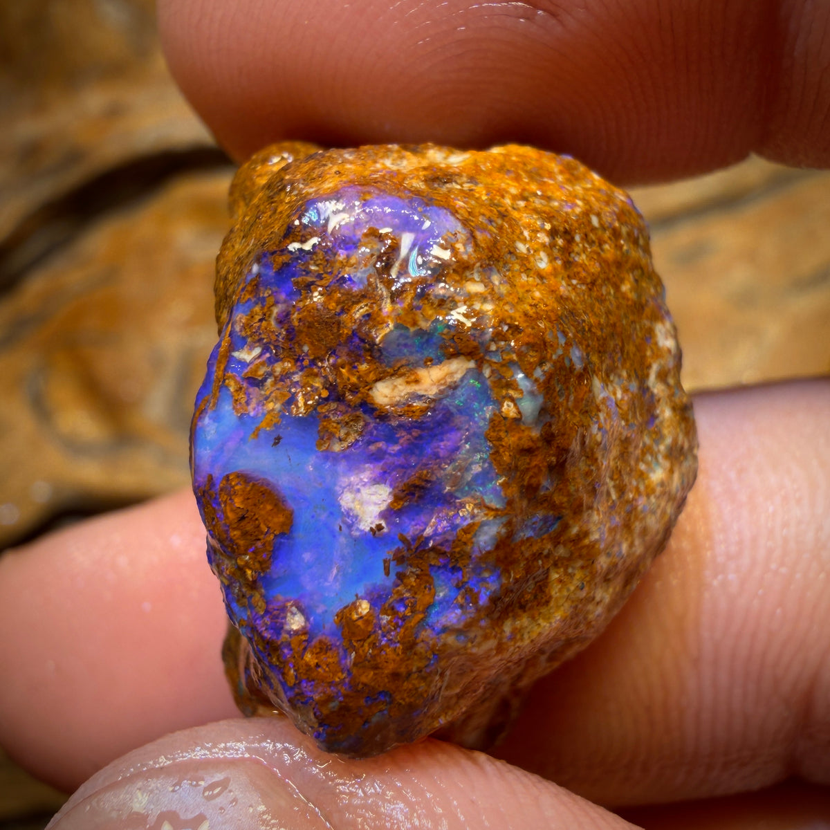 44.9cts - Great Opalised Wood/Vegetation Fossil Rough Opal Piece from Yowah