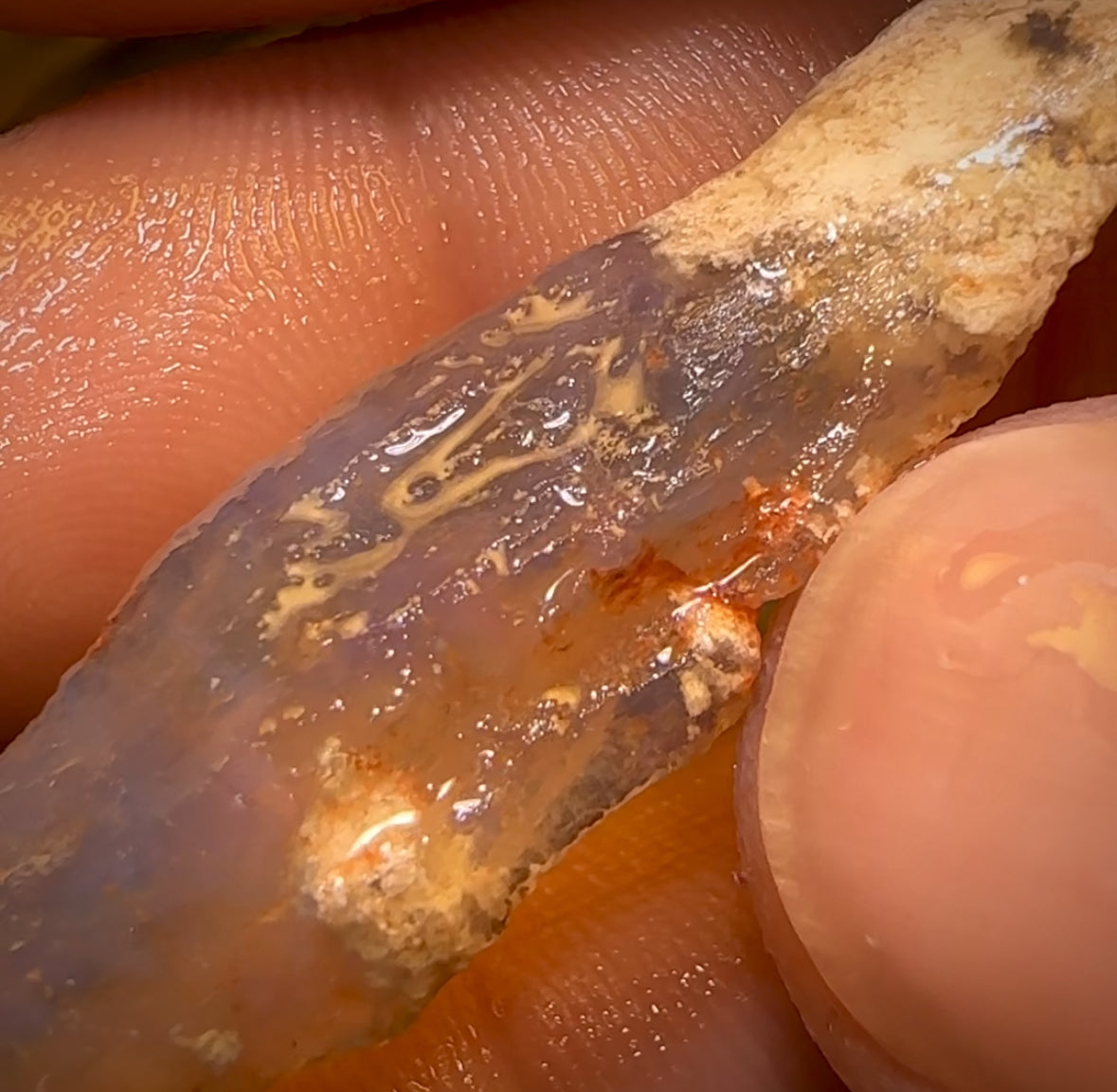 🔨 AUCTION 🔨 21.6cts - Rare Opalised Geological Specimen from Lightning Ridge