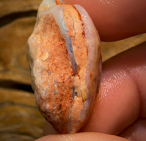 43.5cts - Opalised Shell Rare Geological Specimen from South Australia Good Shape