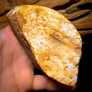 2082cts - HUGE Tribal Australian Boulder Opal Polished Specimen