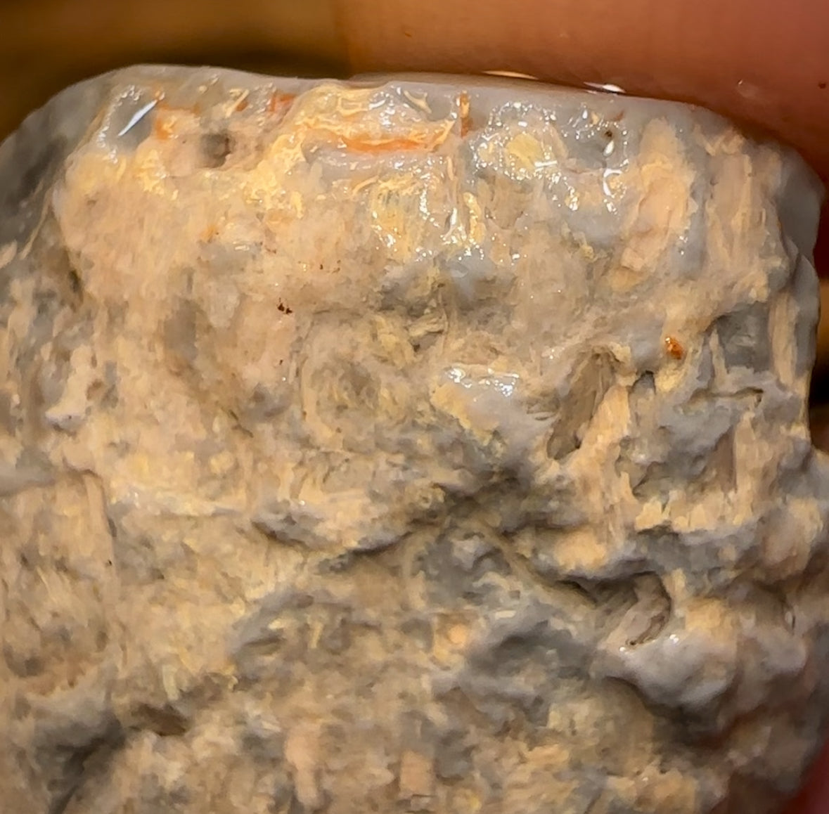 Auction Fall-Through = Your Gain! 🔥 Now More Than 50% Off RRP 🚨 18.1cts - Lightning Ridge Wood / Vegetation Fossil Opal Rough Specimen