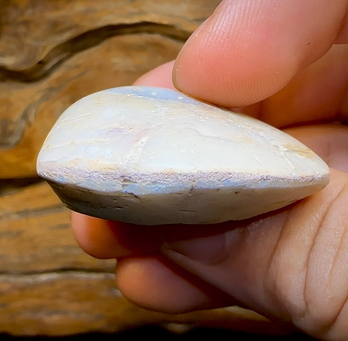 77.8cts - Opalised Fossil Shell Specimen from South Australia - Opal Whisperers