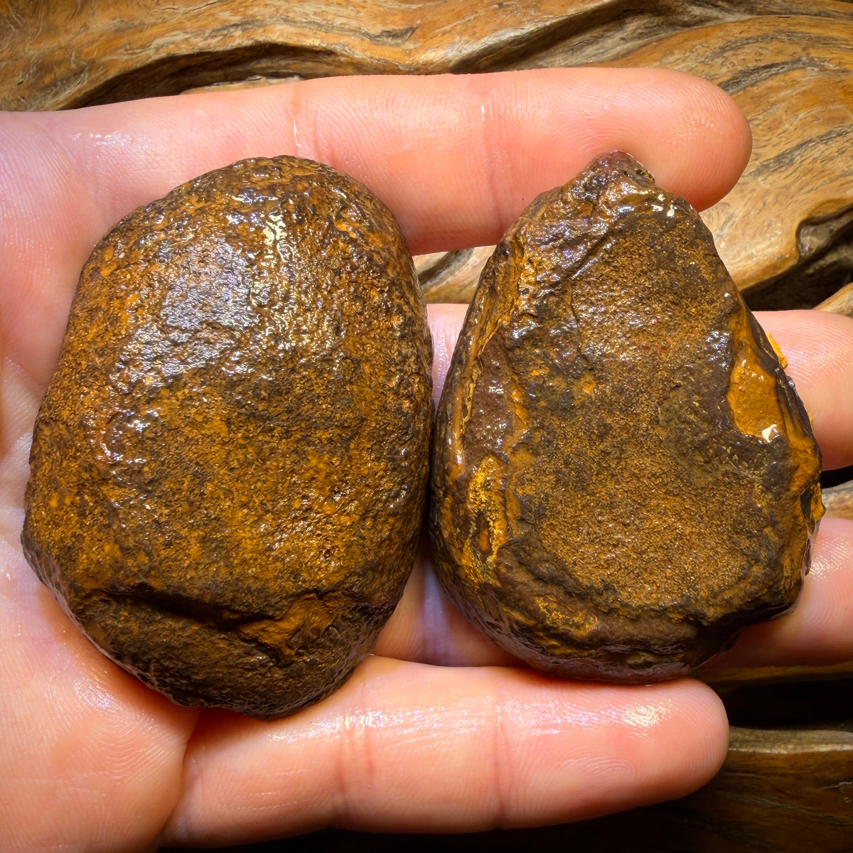 Bargain Card! 521cts - RARE Yowah Nut Partial Crystal Centre Rough Specimen Pair