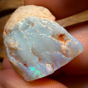 39.8cts - Opalised Shell Geological Specimen from South Australia