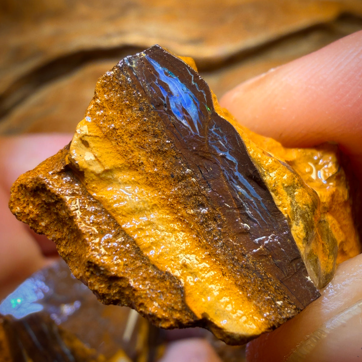 Bargain Card! 206.4cts - 5x Australian Boulder Opal Rough Parcel