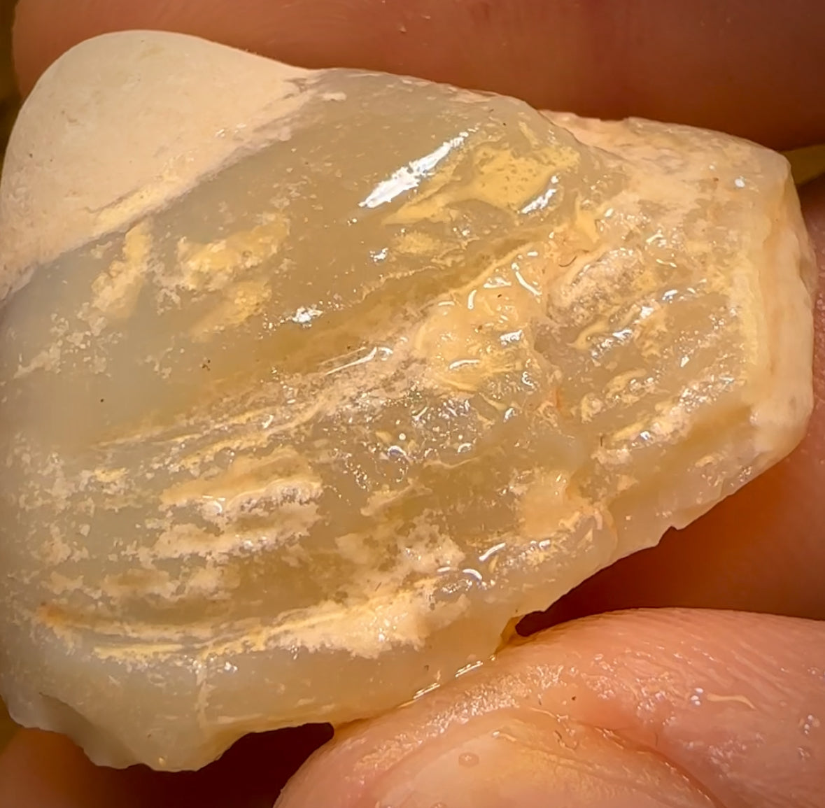 57.6cts - Opalised Shell Rare Geological Specimen from Lightning Ridge