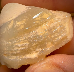 57.6cts - Opalised Shell Rare Geological Specimen from Lightning Ridge