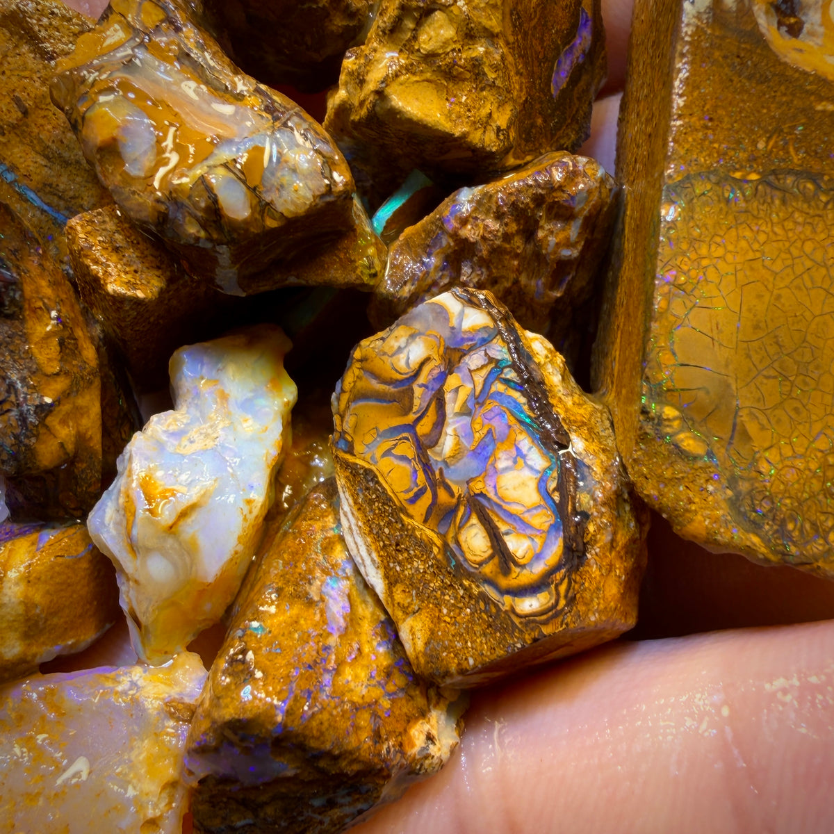 🔒330.5cts - 20x Opalised Wood/Vegetation Fossil Rough Parcel from Yowah