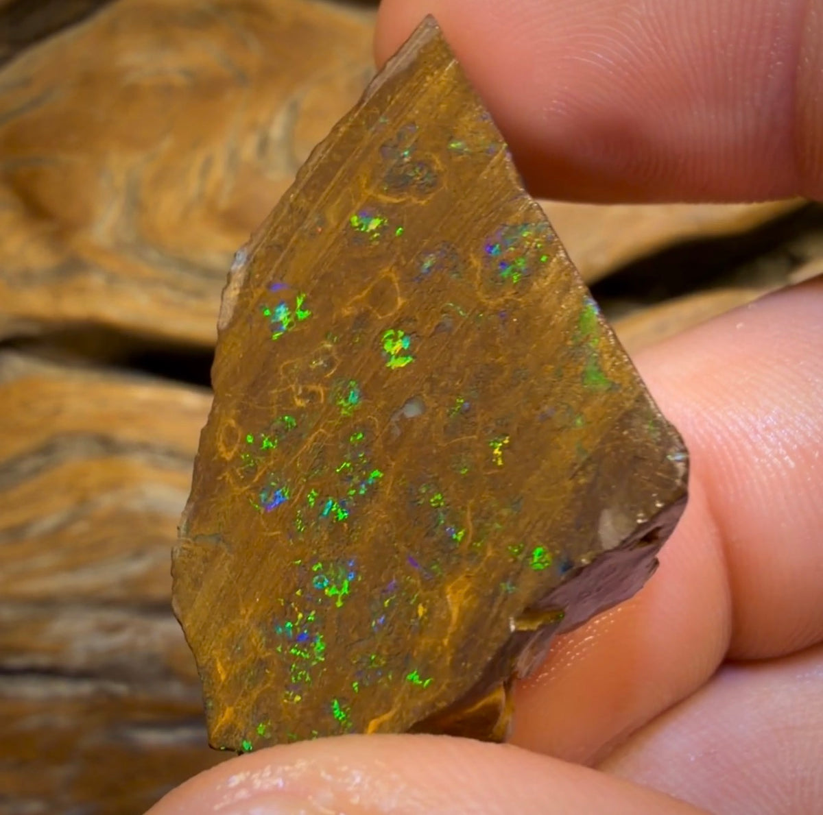 Wildcard! 76.7cts - Australian Boulder Opal Rough Piece. Bubble Band