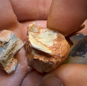 128.2cts - 6x Opalised Fossil Geological Specimens from Lightning Ridge