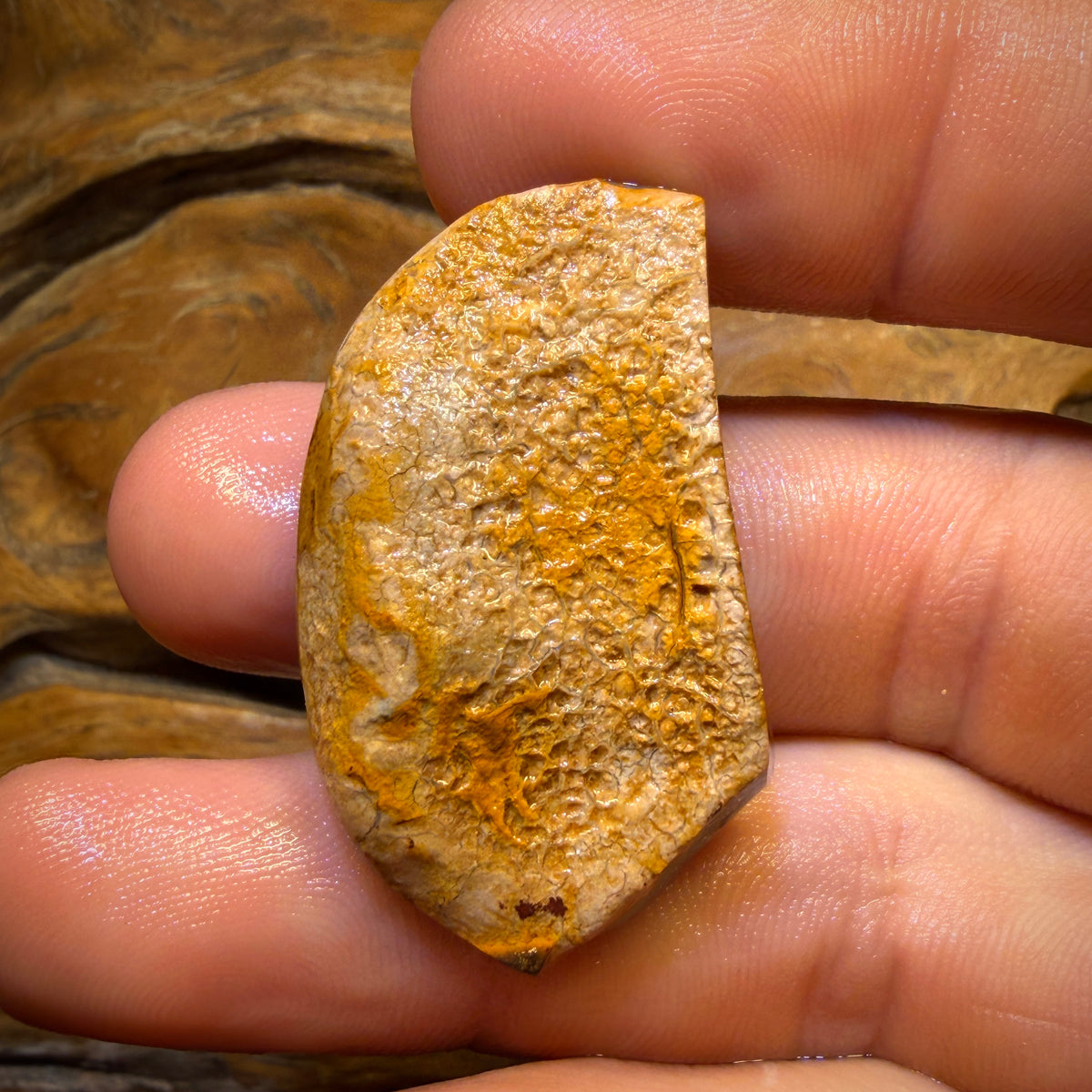66,5 cts – OPALE TRIBALE YOWAH NUT BRUTE DE FROTTEMENT. Présentée dans « OUTBACK OPAL HUNTERS » !!