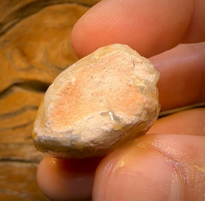 134.8cts - Opalised Shell Rare Geological Specimen from Lightning Ridge