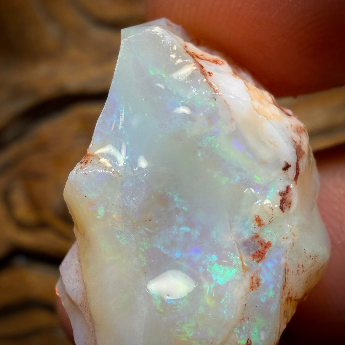 47.8cts - Opalised Shell Geological Specimen from South Australia