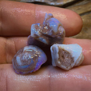 32.2cts - 3x RARE Gastropods Natural Opalised Snail Shell Fossils