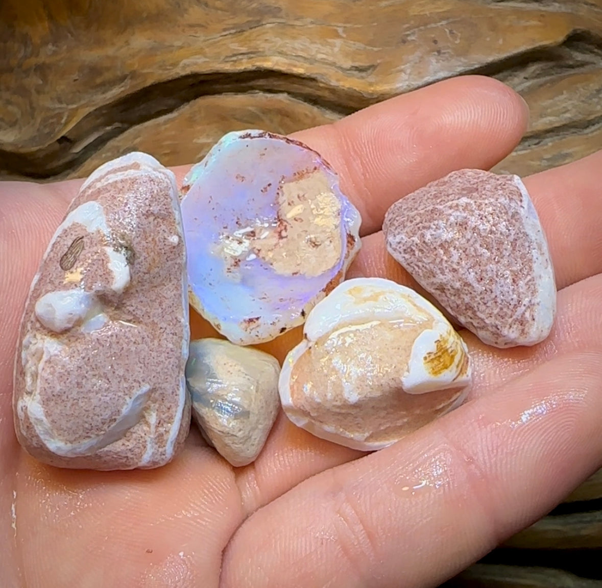 155.2cts - 5x Opalised Shell Geological Specimens from South Australia - Opal Whisperers