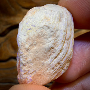 55.1cts - Opalised Shell Rare Geological Rough Specimen from Lightning Ridge