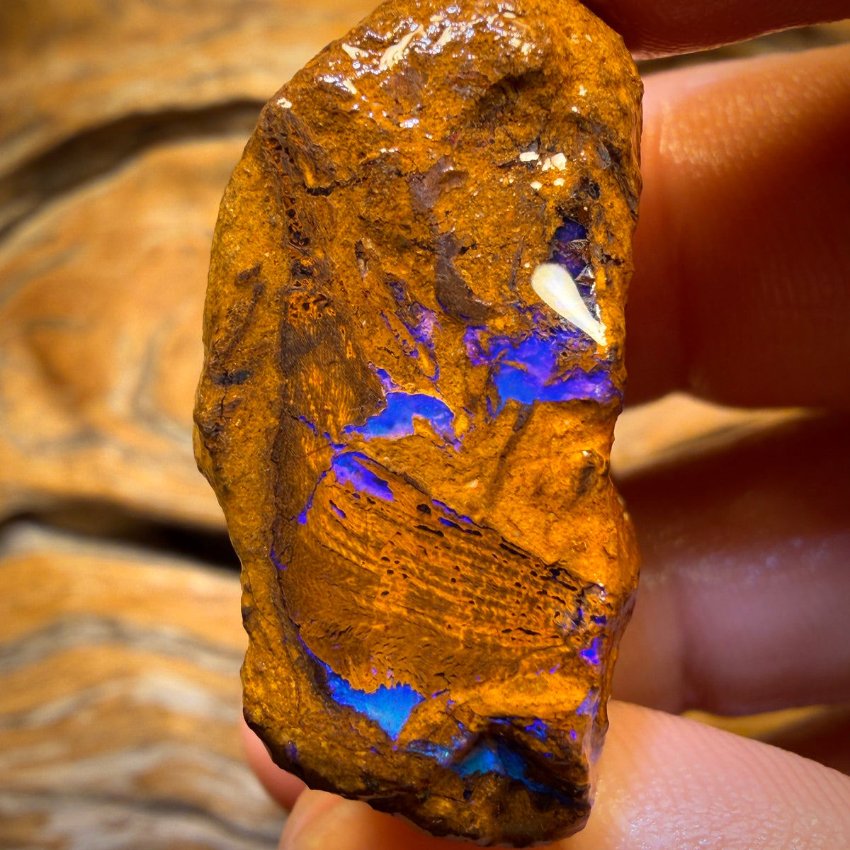 101.1cts - Vegetation Fossil Replacement Boulder Opal Rough Piece. Found on ‘OUTBACK OPAL HUNTERS’!!