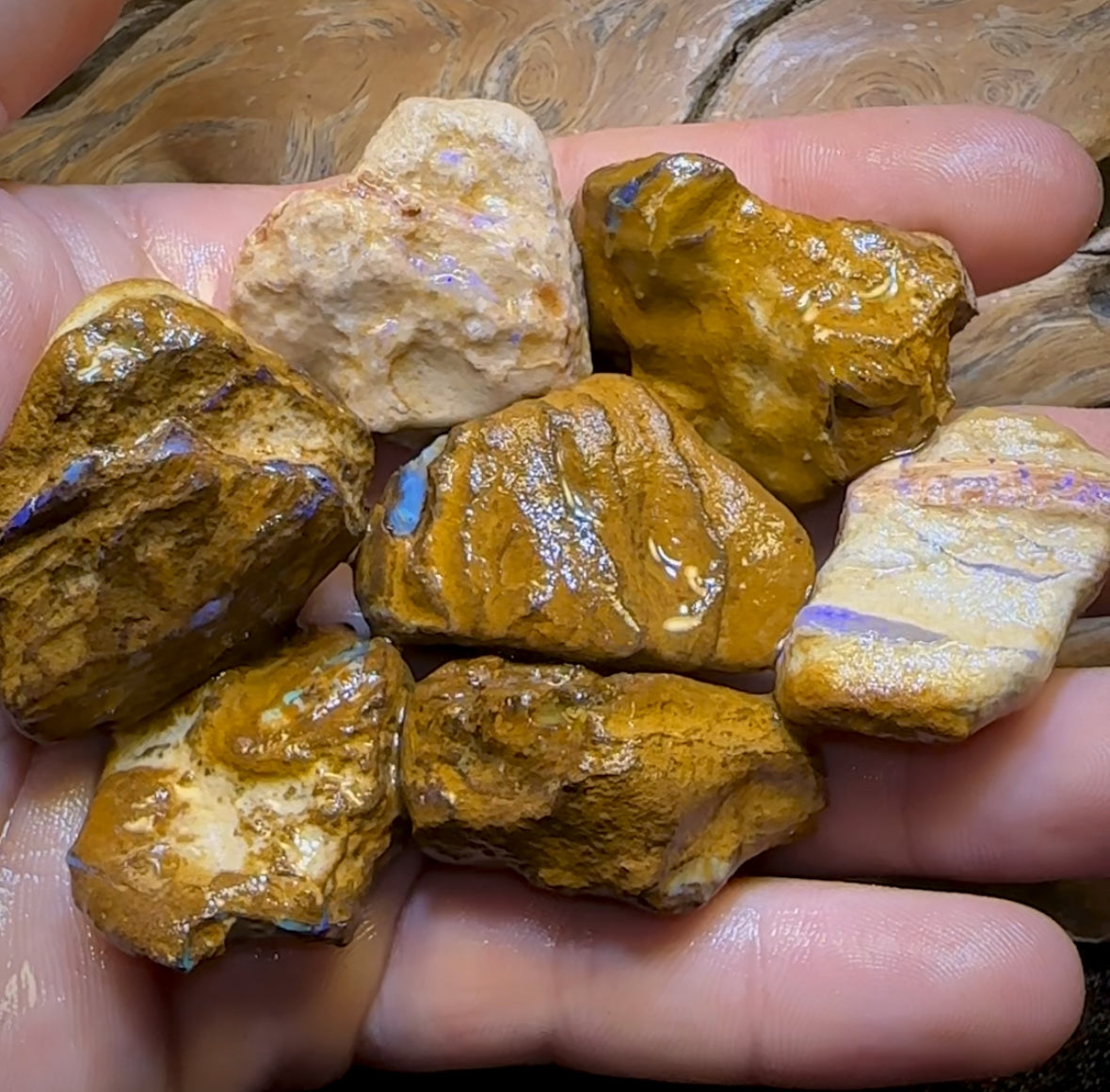 541.5cts - 7x Opalised Wood/Vegetation Fossil Rough Parcel from Yowah