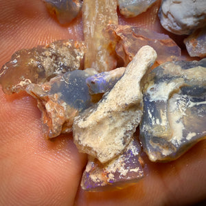 67.9cts - 13x Opalised Fossil Geological Specimens from Lightning Ridge