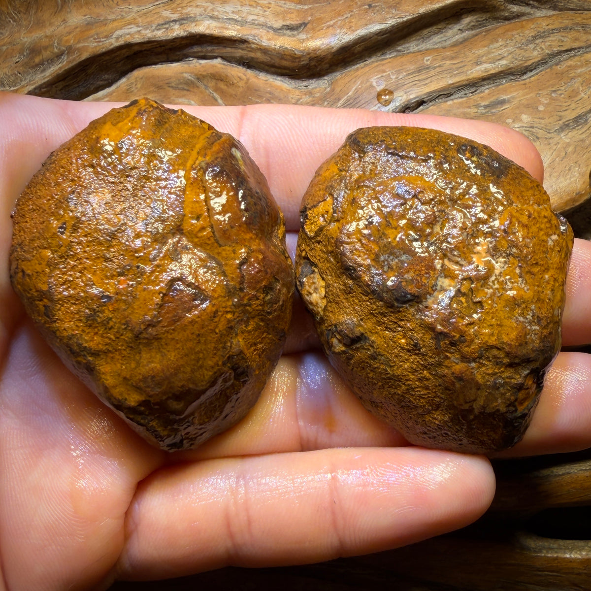 Roadshow Wild Card! 474.3cts - RARE Yowah Nut Partial Crystal Centre Rough Specimen Pair
