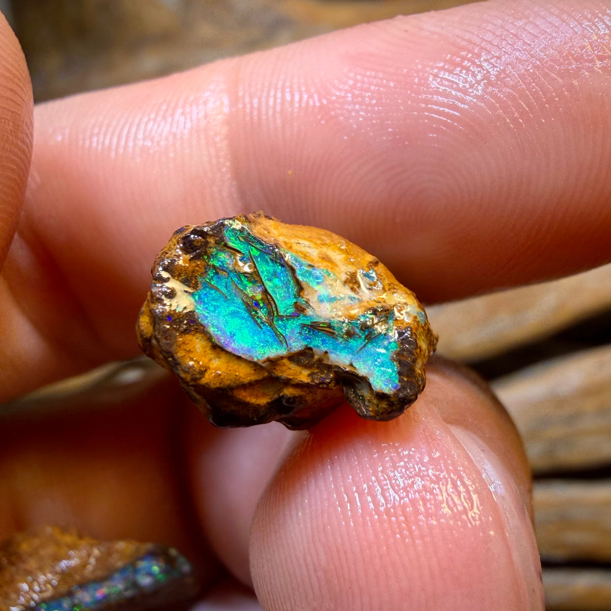 48.2cts - 4x Opalised Fossil Rough Parcel from Yowah