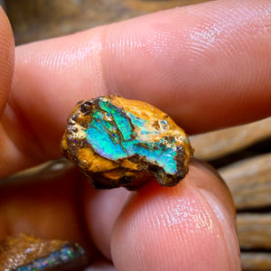 48.2cts - 4x Opalised Fossil Rough Parcel from Yowah