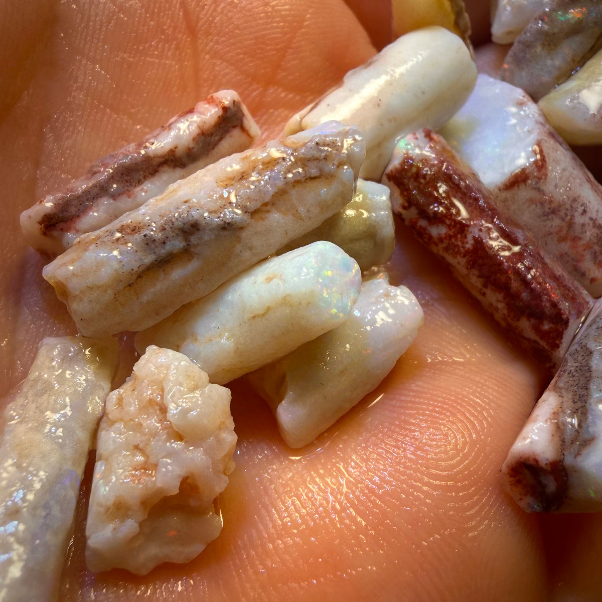 3 for $149! South Australian Fossil Belemnite Rough Opal Specimens. BULK LISTING BARGAIN