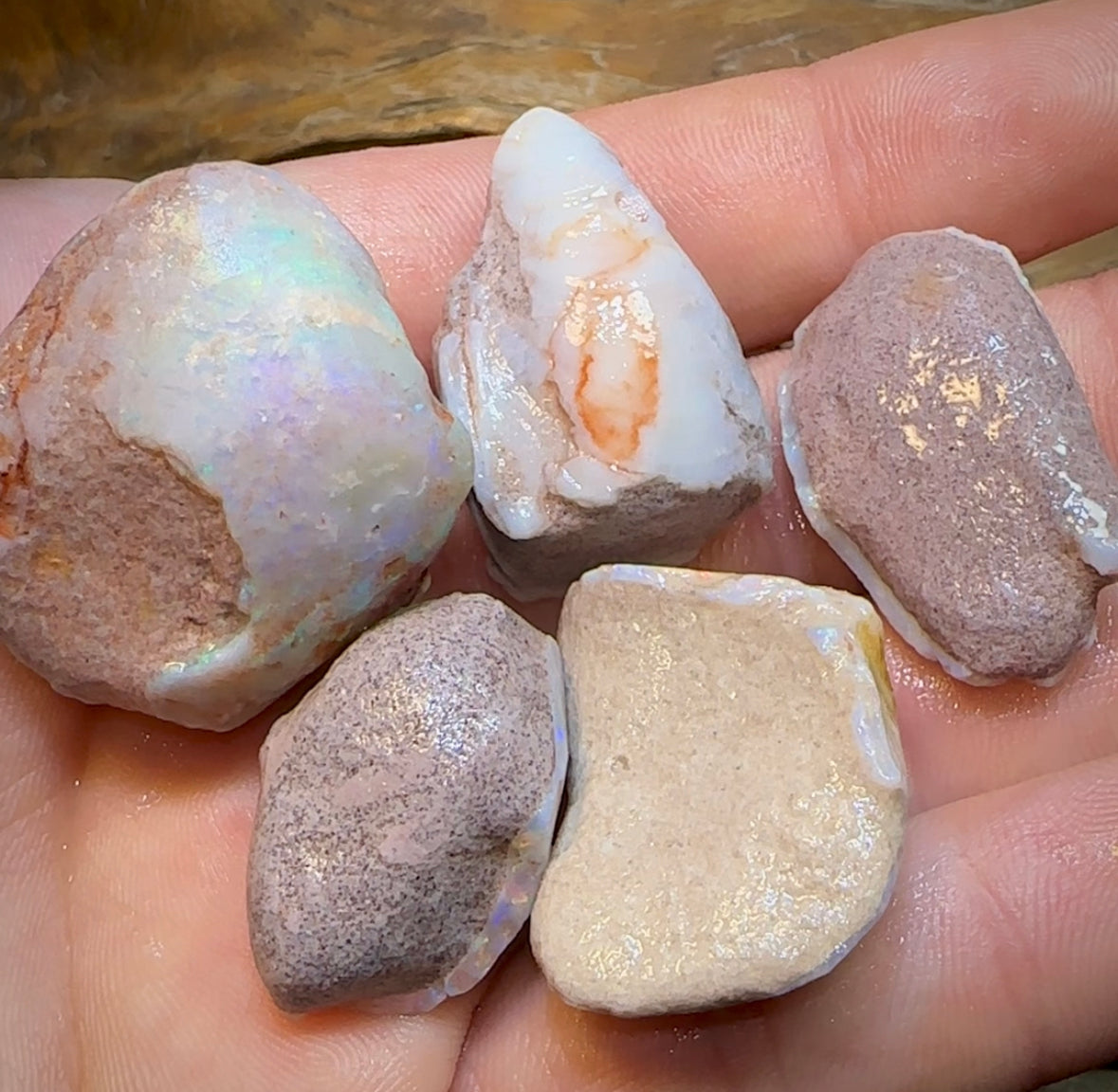 179.6cts - 5x Opalised Shell Geological Specimens from South Australia - Opal Whisperers