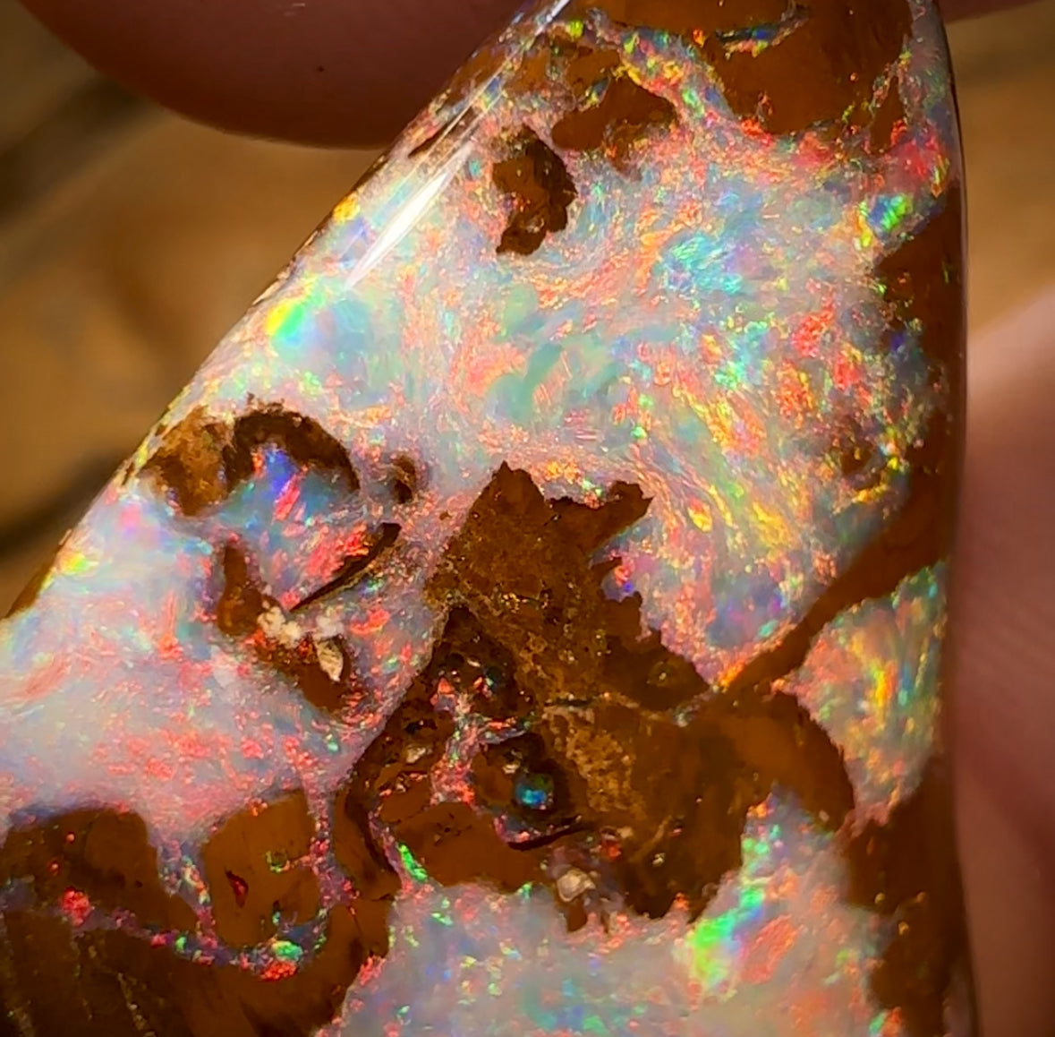 21.9cts - Top Queensland Boulder Opal Fossil Wood from Yowah. Red Multicolours!