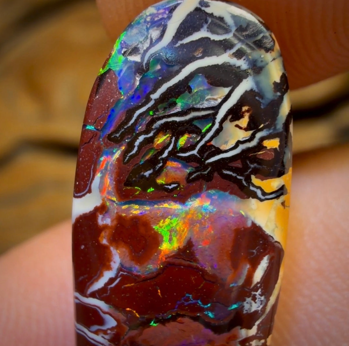 17.2cts - ‘Rainbow Six’ Top Tribal Boulder Opal from Koroit. Red Multicolours!